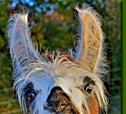 LamastutenBerenice03