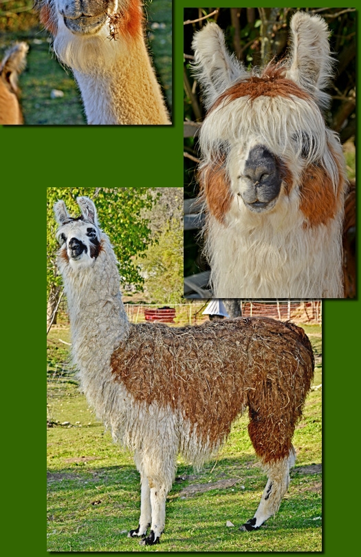 LamastutenBerenice03