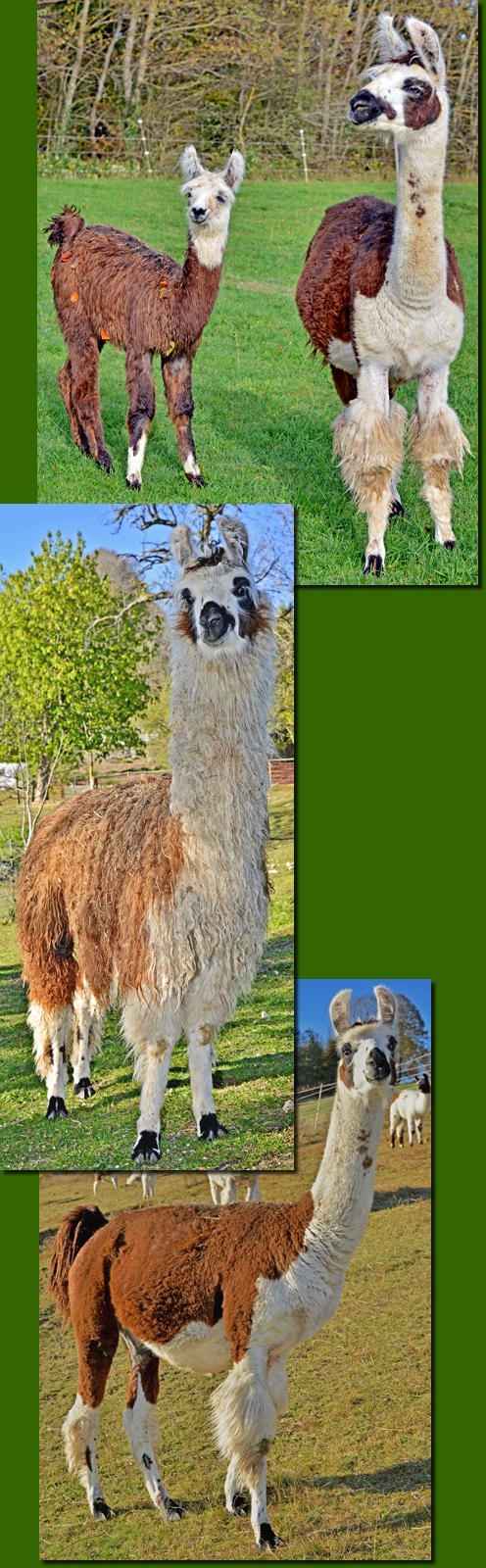 LamastutenBerenice01