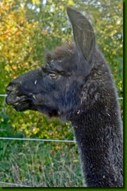 LamastutenBernardaP01