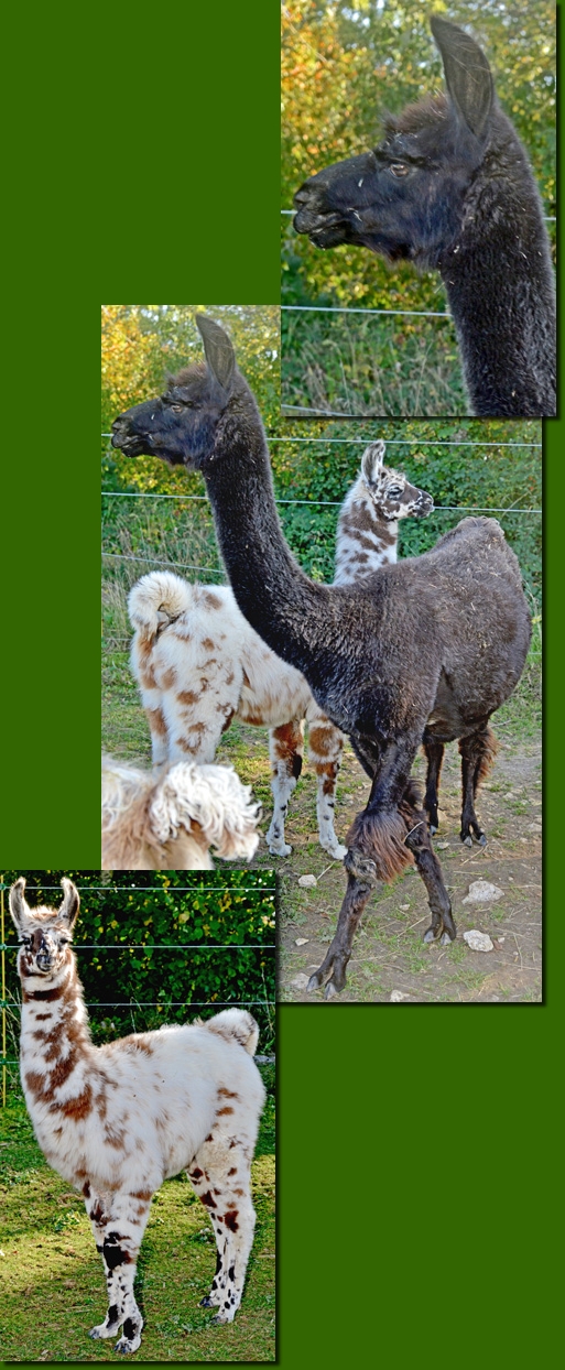 LamastutenBernarda03