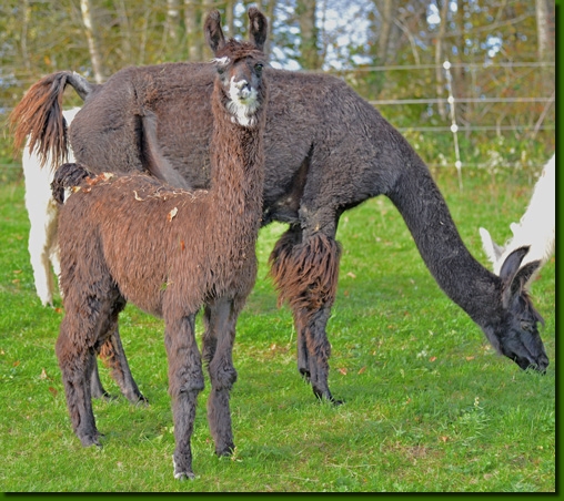 LamastutenBernarda02