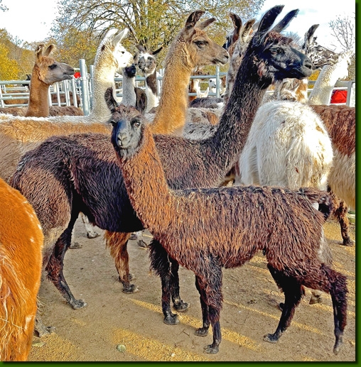 LamastutenBernarda01