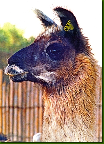 LamastutenCelestine01g