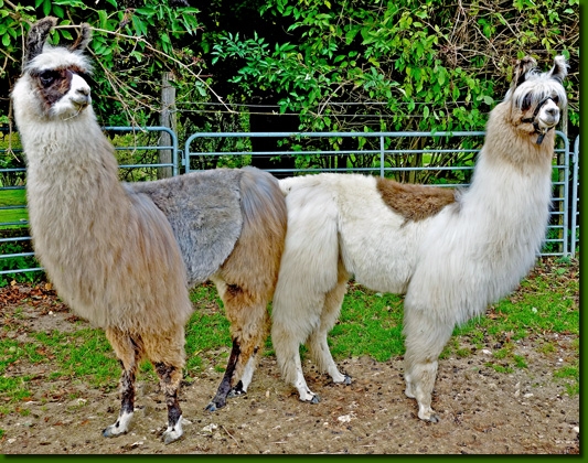 LamastutenChenoaDoria