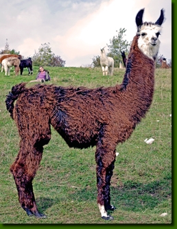 LamastutenCorazon001