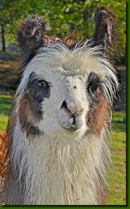 LamastutenCumbayaP01