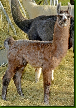 LamastutenCumbayaC01