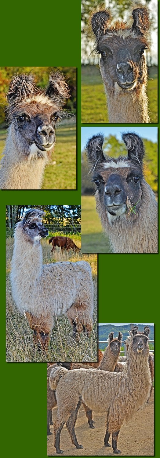 LamastutenDesdemona00b