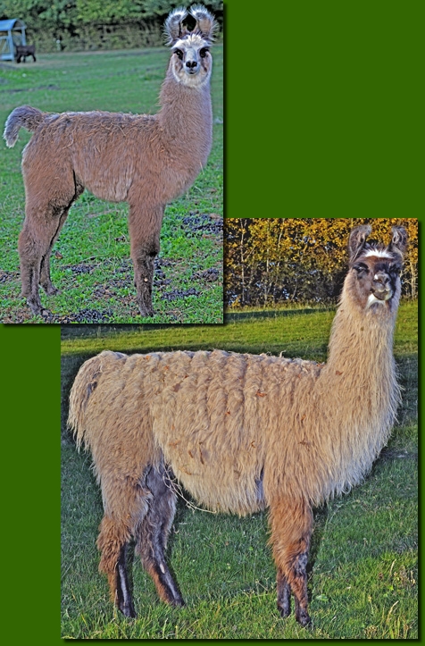 LamastutenDesdemona02