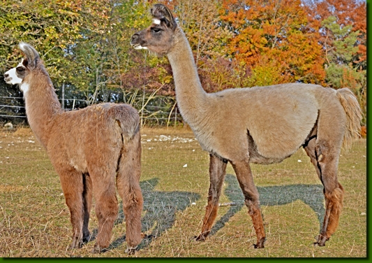 LamastutenDesdemona01