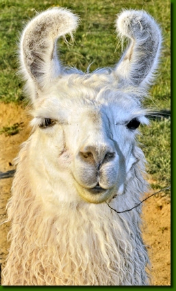 LamastutenDesireeP01