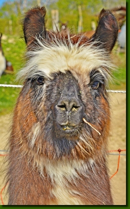 LamastutenElektraP01