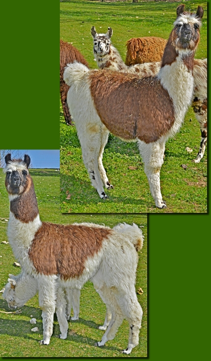 LamastutenElektra00a