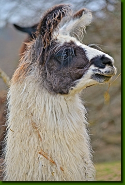 LamastutenEleonorP01