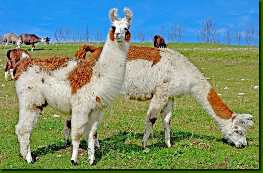 LamastutenEylaMa