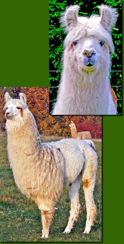 LamastutenFrancesca07