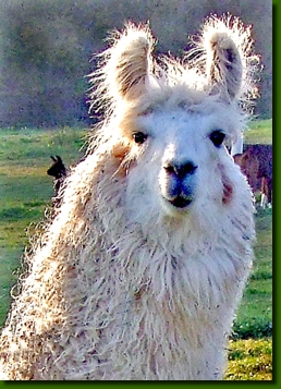 LamastutenFranciscaP0