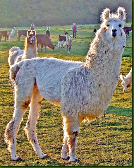 LamastutenFrancisca01