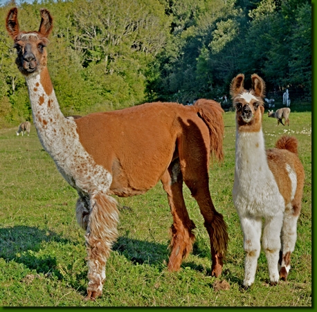 LamaStutenFrederika02