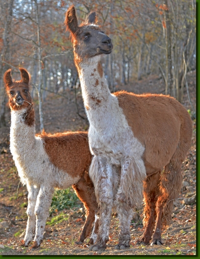 LamaStutenFrederika03