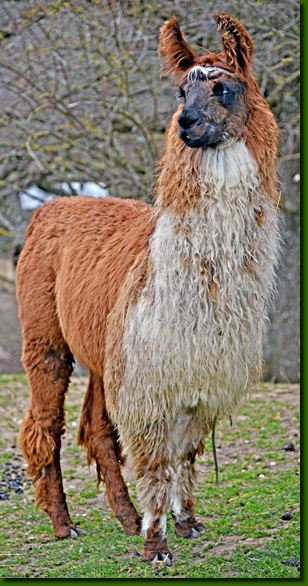 LamaStutenFrederika04