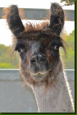 LamastutenIDelilaP01