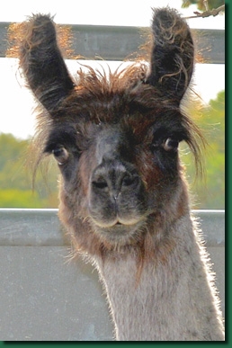 LamastutenIDelilaP01