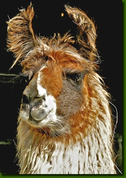 LamastutenIsabellaP3