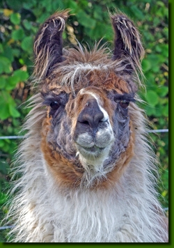 LamastutenIsabellaP2