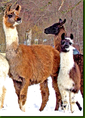 LamastutenIsabella01