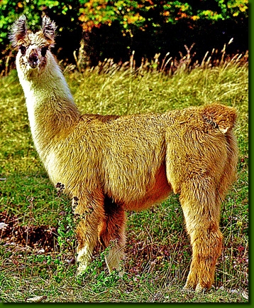 LamastutenIsabella00