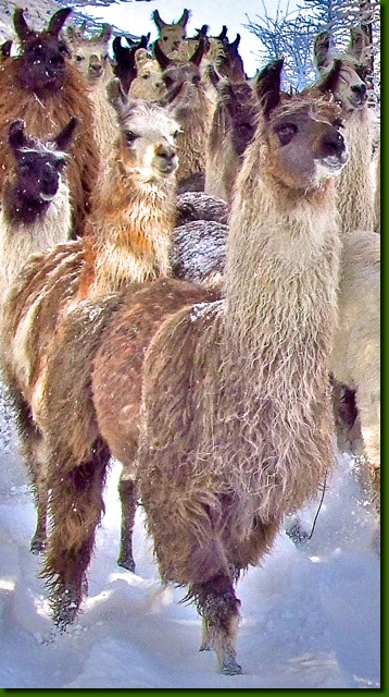 LamastutenIsabella03