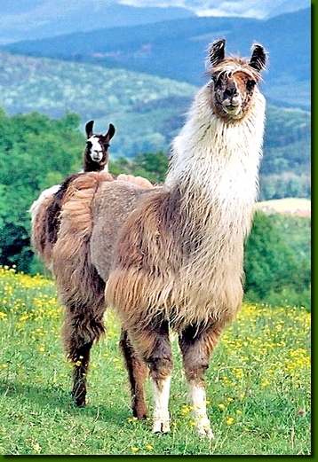 LamastutenIsabella05