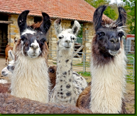 LamastutenIsadoraP00