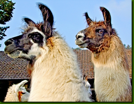 LamastutenIsadoraYuriko