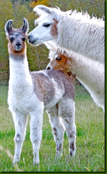 LamastutenLeditaTouva