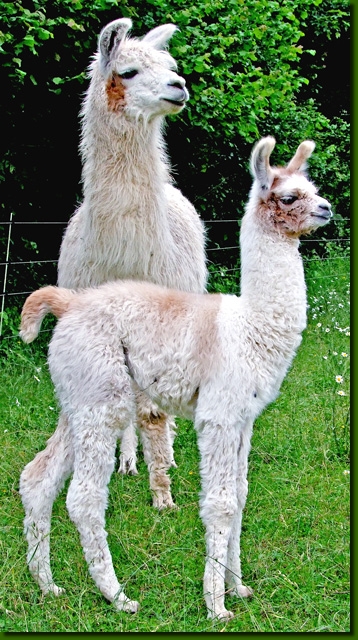 LamastutenLeditaCria