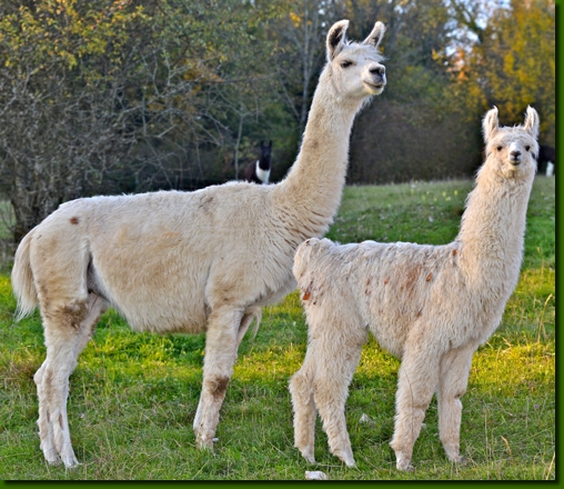 LamastutenLokitaLotti