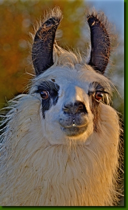 LamaStutenLorettaP01