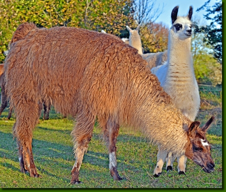 LamaStutenLoretta01M