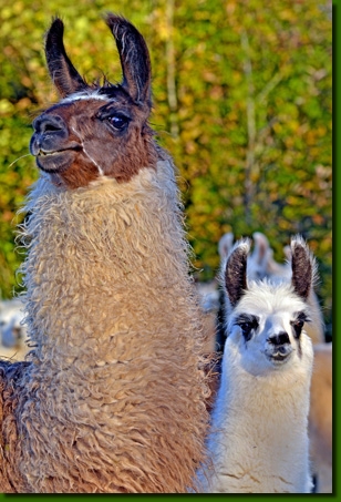 LamaStutenLoretta02M