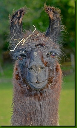 LamastutenMafaldaP02