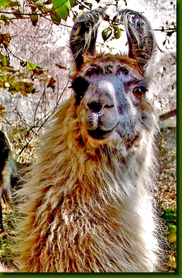 LamastutenMagdalenaP1