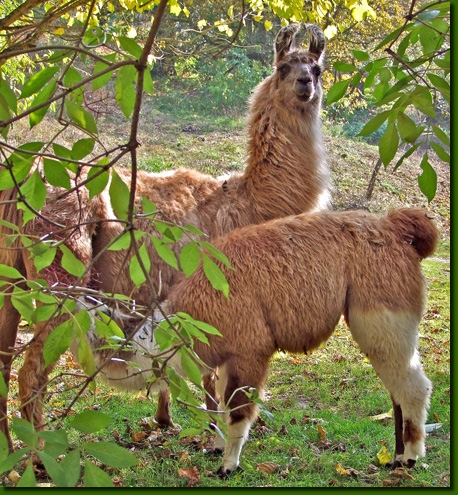 LamastutenMagdalena01