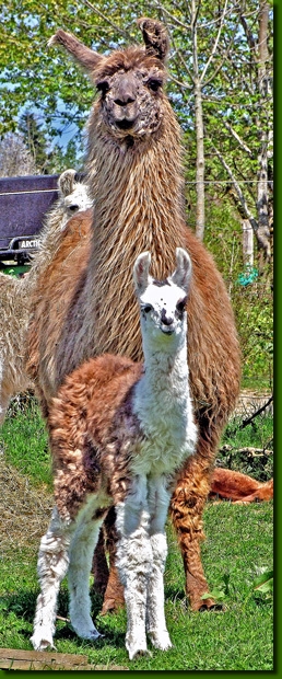 LamastutenMagdalena06