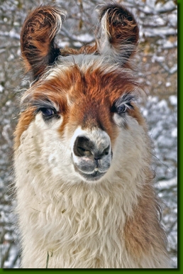 LamastutenMandragoraP1