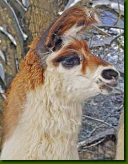 LamastutenMandragoraP2