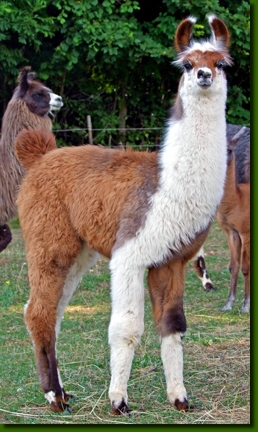 LamastutenMandragora00