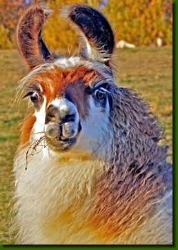 LamastutenMandragoraP3